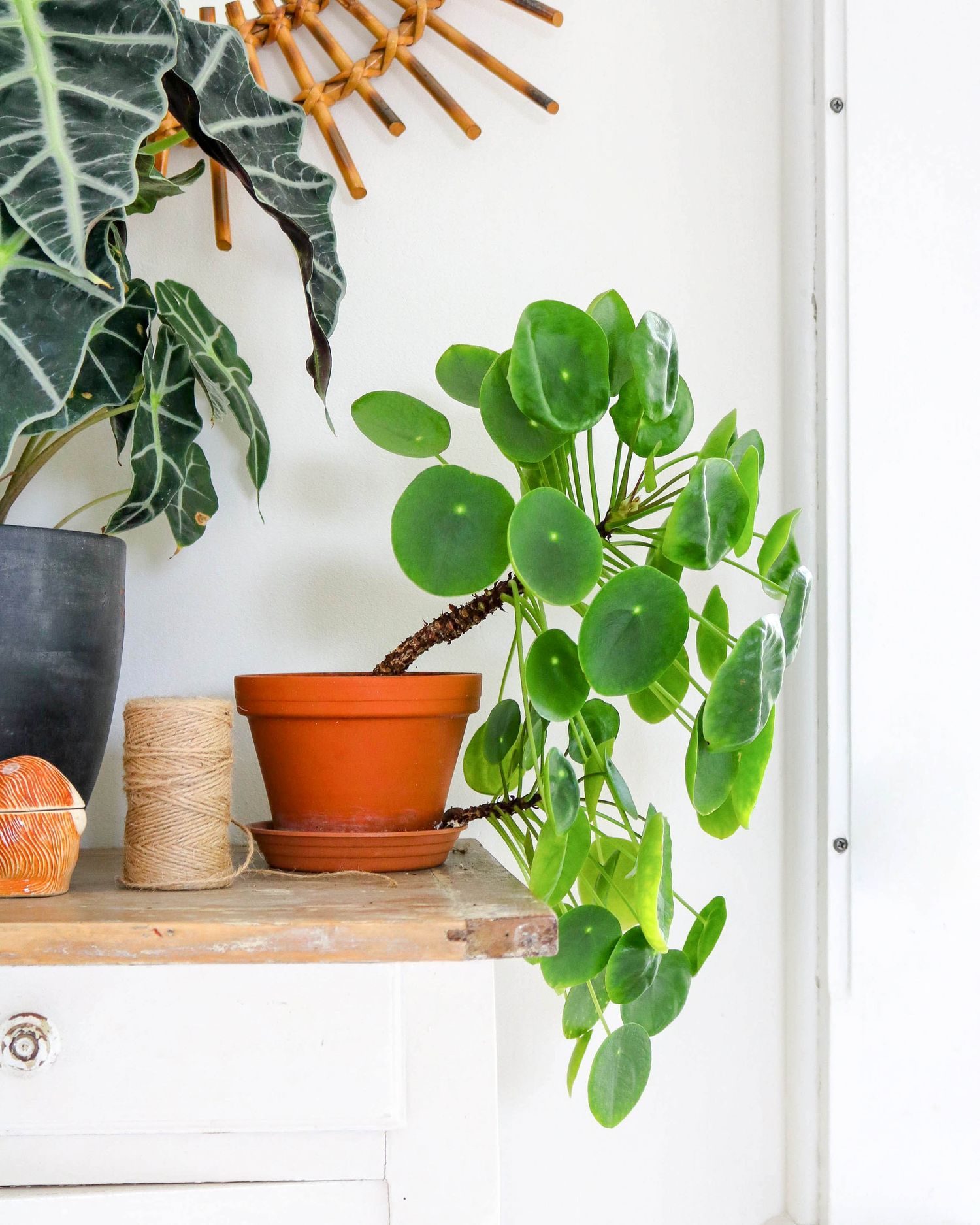 Bouture, Entretien Et Conseils Pour Votre Pilea Peperomioide