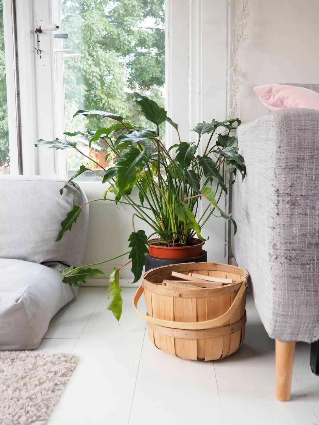 philodendron xanadu