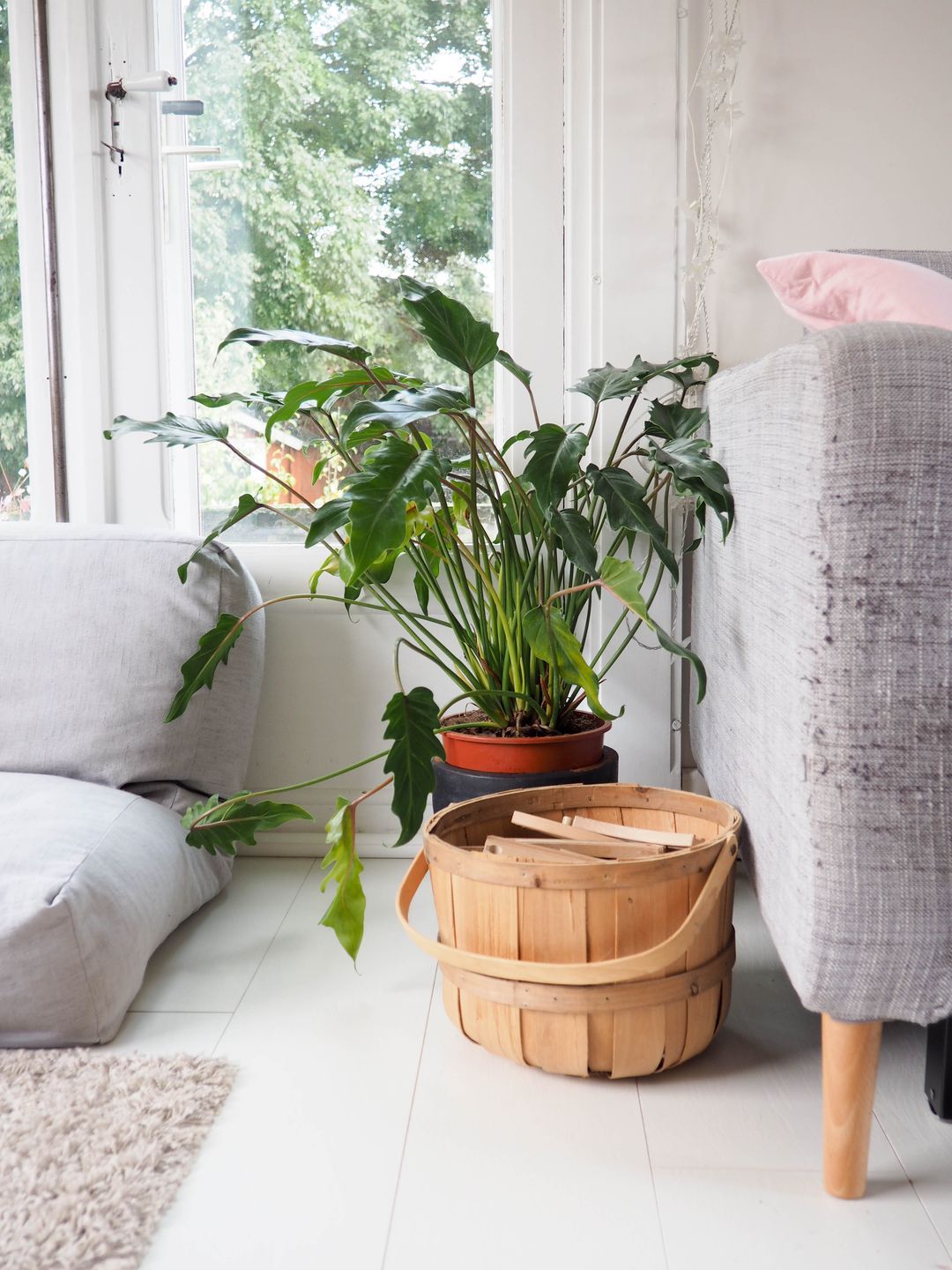 philodendron xanadu