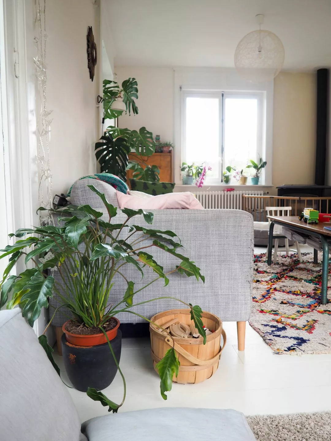 philodendron xanadu