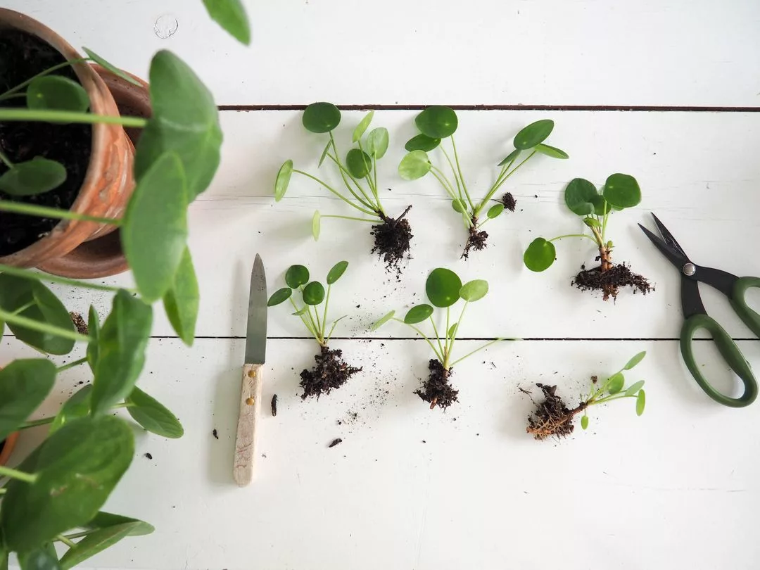 concours Pilea peperomioides