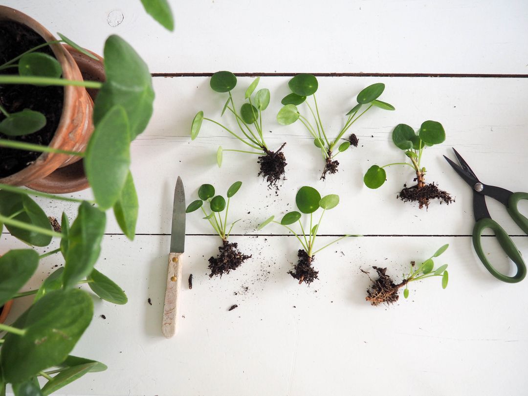 concours Pilea peperomioides