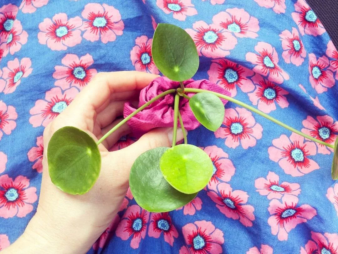 bébé pilea 