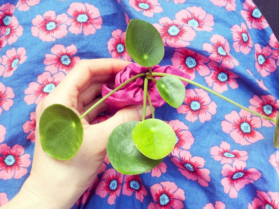 bébé pilea 
