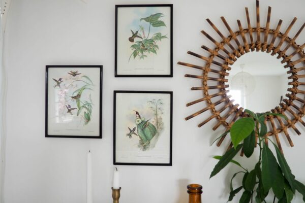 gravures oiseaux vintage illustrations buffet plantes