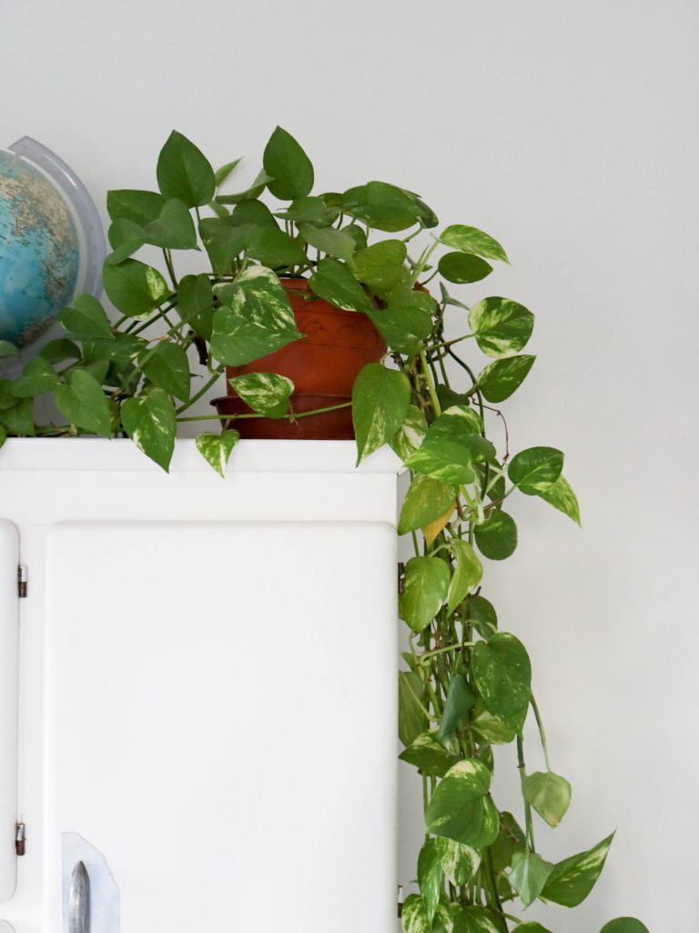 pothos entretien
