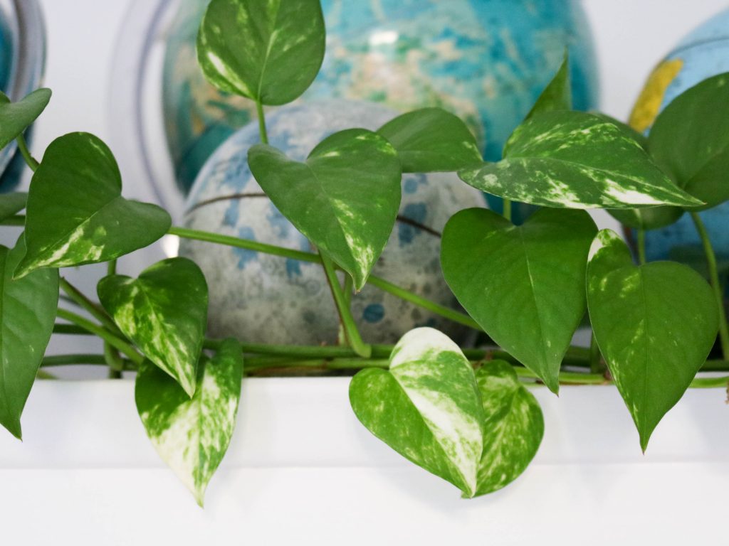 pothos entretien