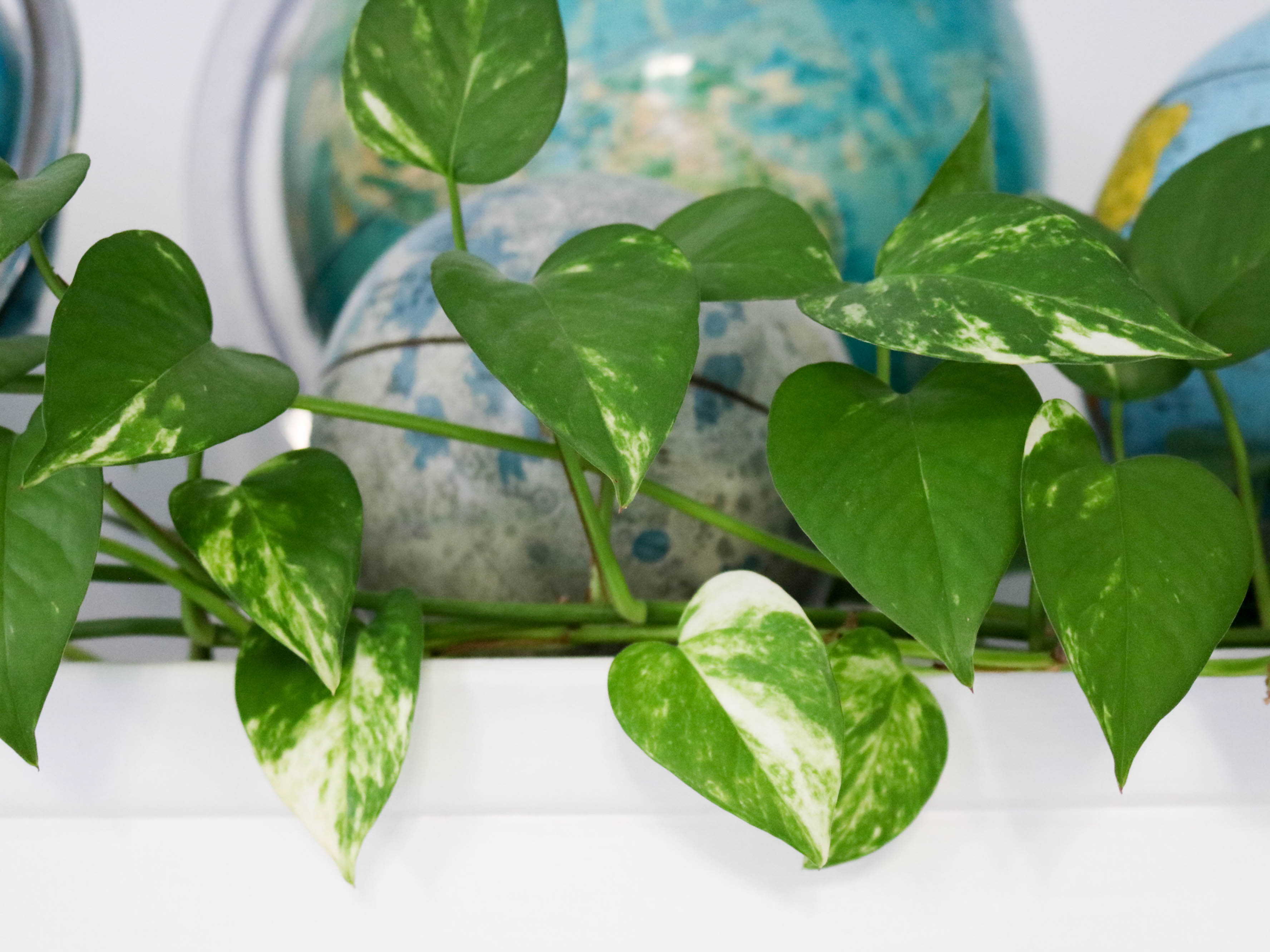 pothos entretien