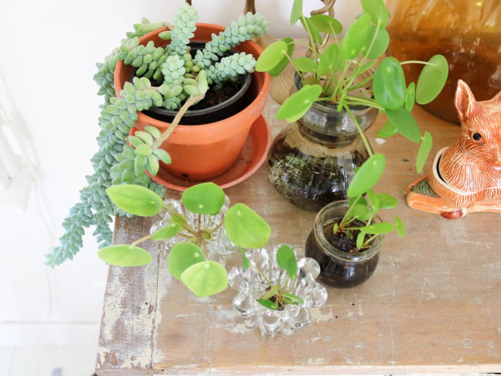 Bouturer une pilea