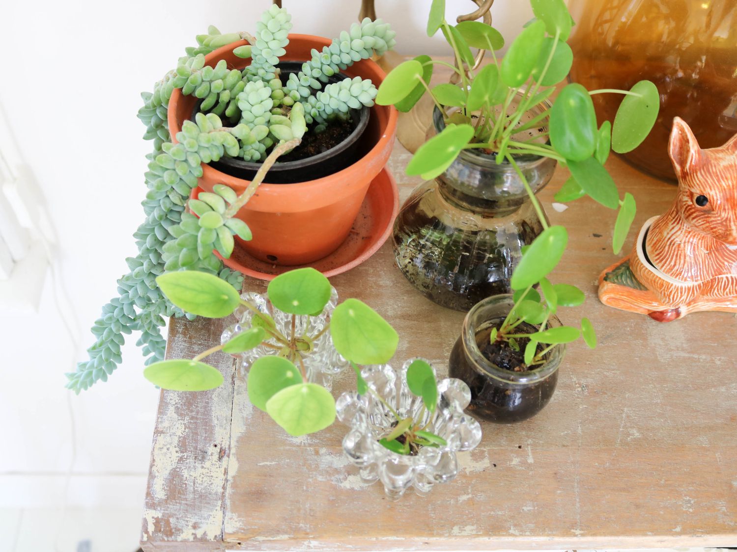Bouturer une pilea