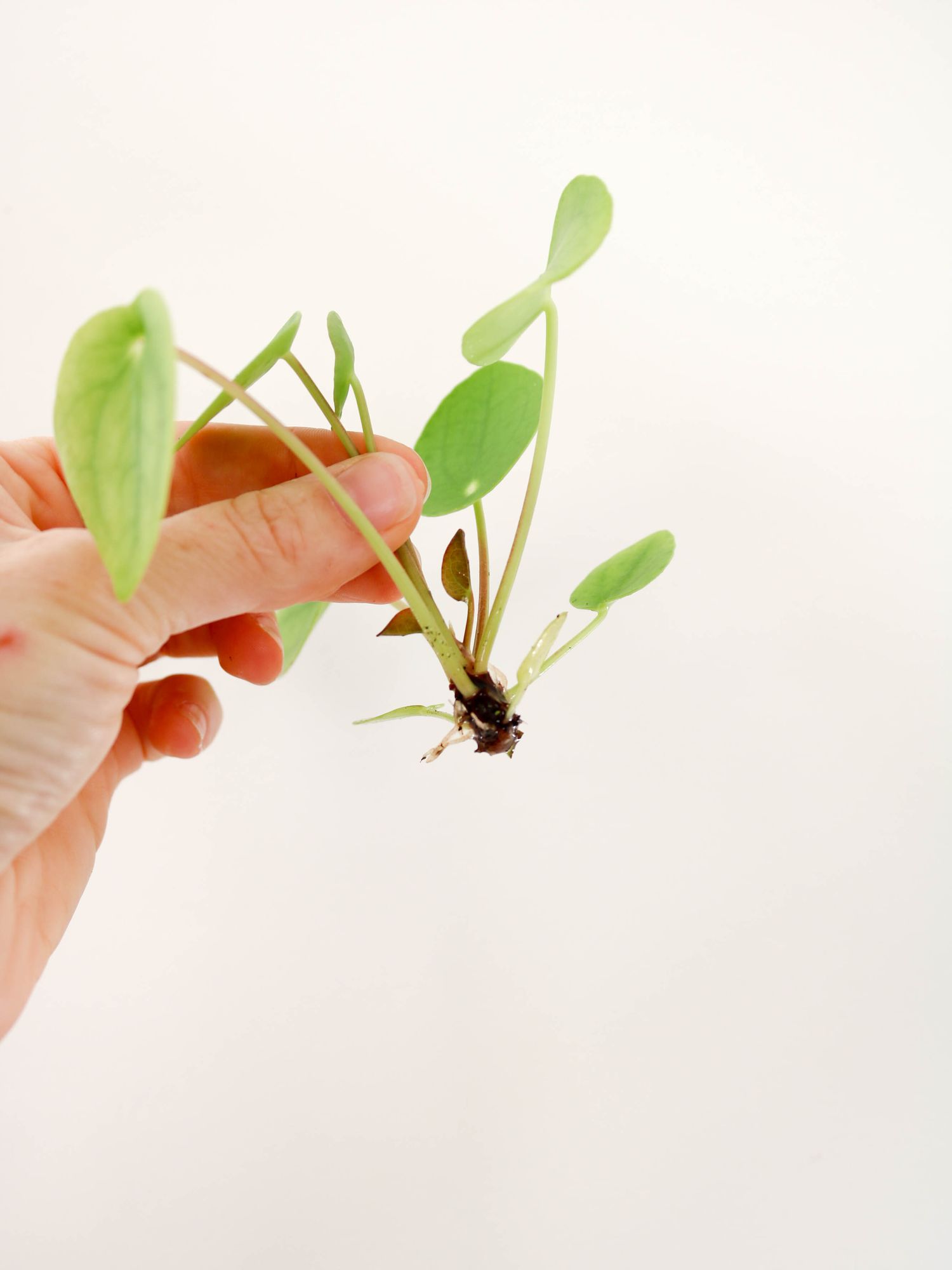 Bouture, Entretien Et Conseils Pour Votre Pilea Peperomioide