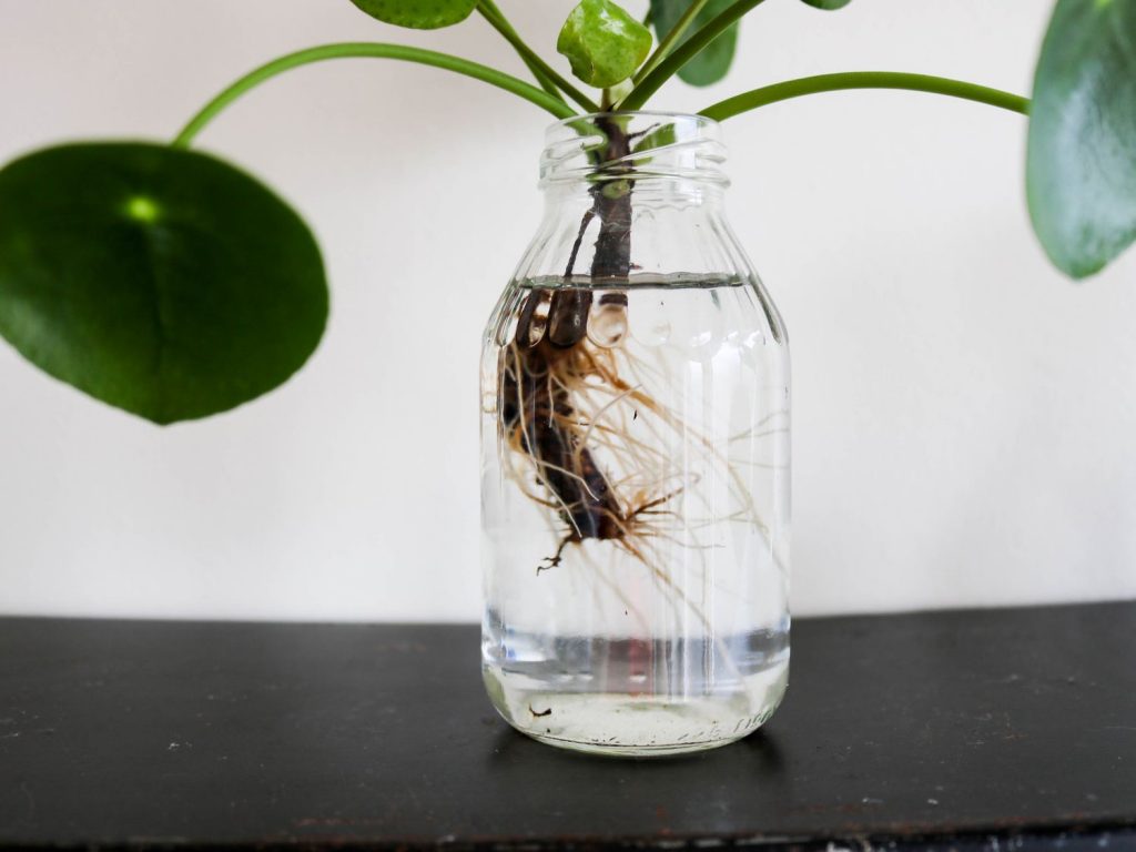 Bouturer une pilea