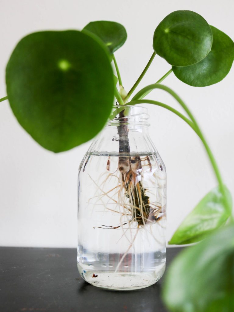 Bouturer une pilea