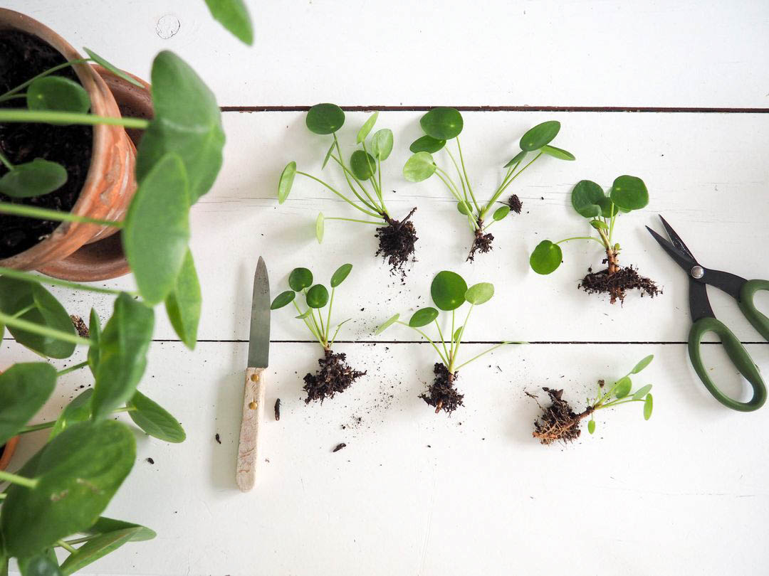 Bouturer une pilea