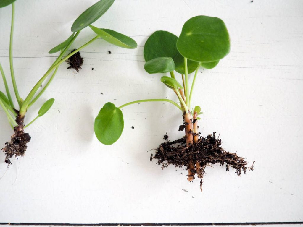 Bouturer une pilea