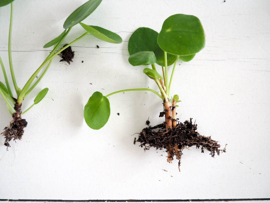 Bouturer une pilea