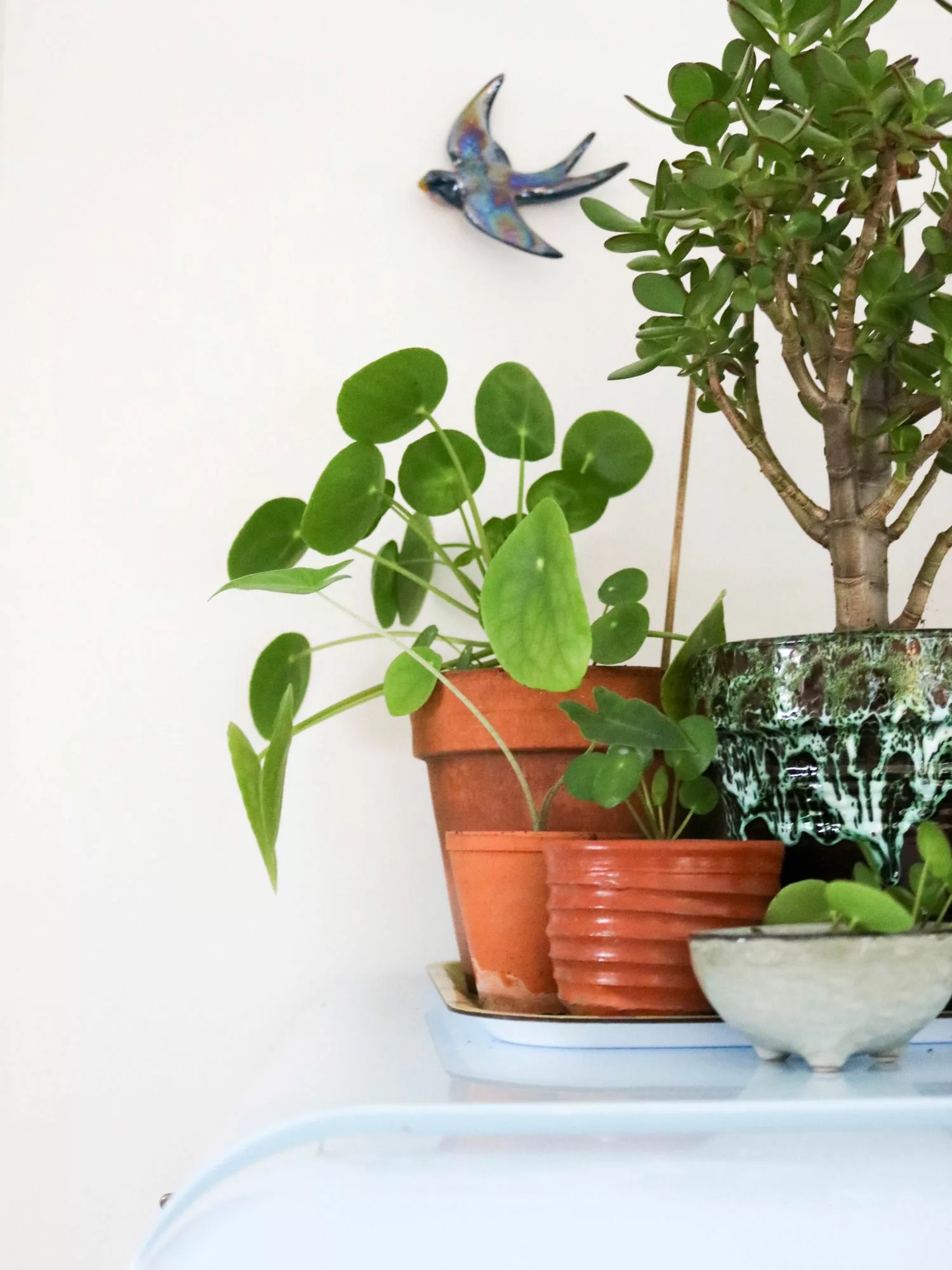 entretenir entretien une pilea (6)