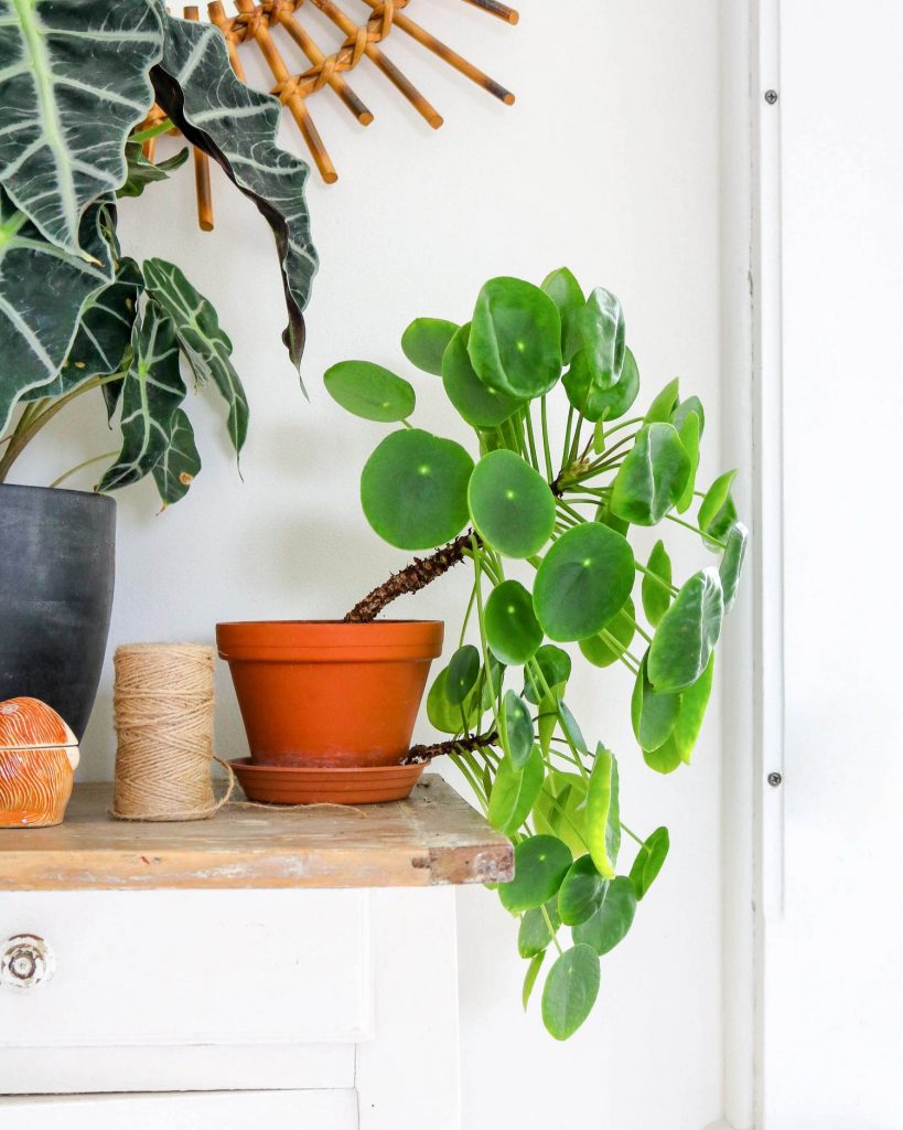 rejet pilea bouture