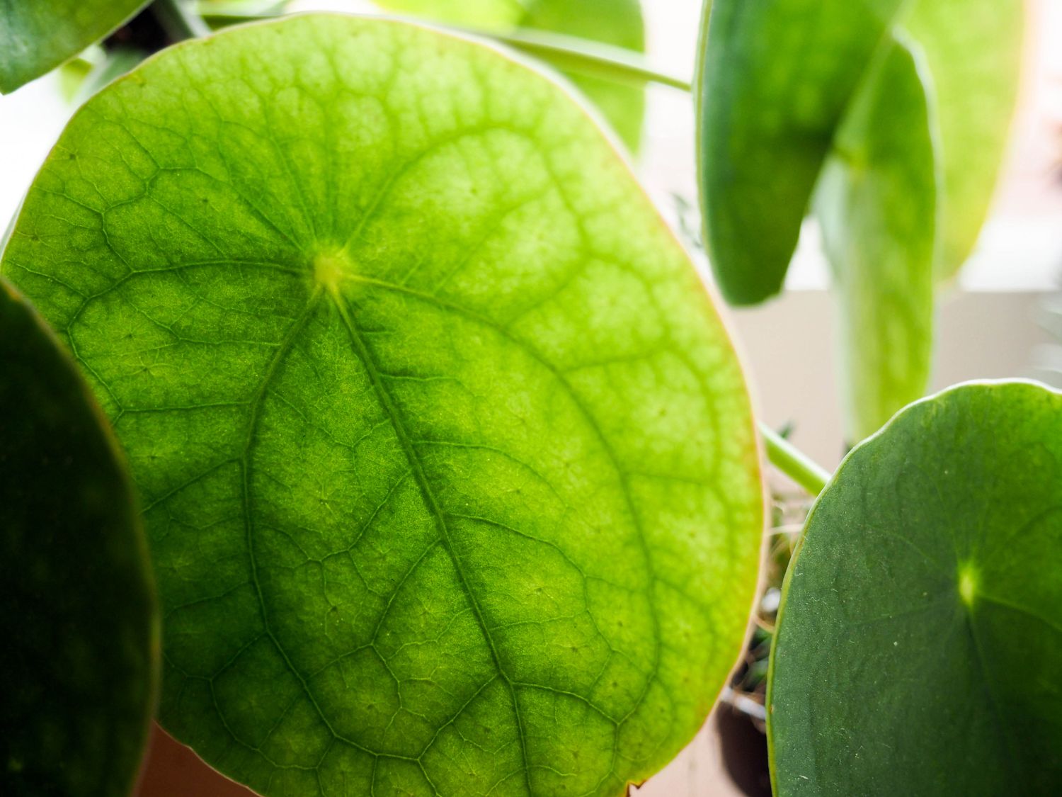 Bouture, Entretien Et Conseils Pour Votre Pilea Peperomioide