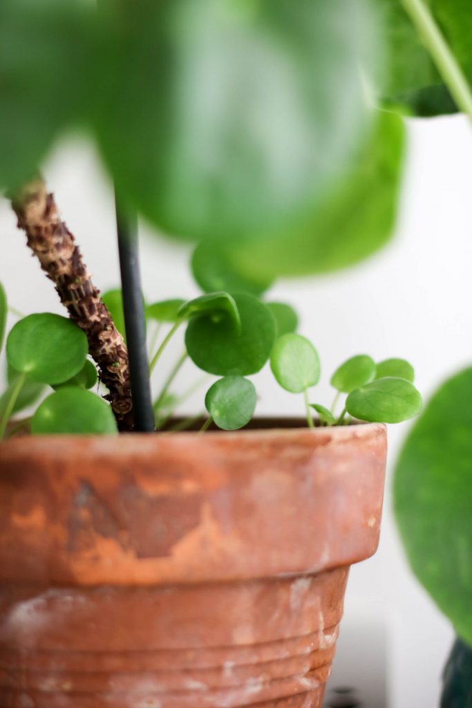 entretenir entretien une pilea (6)