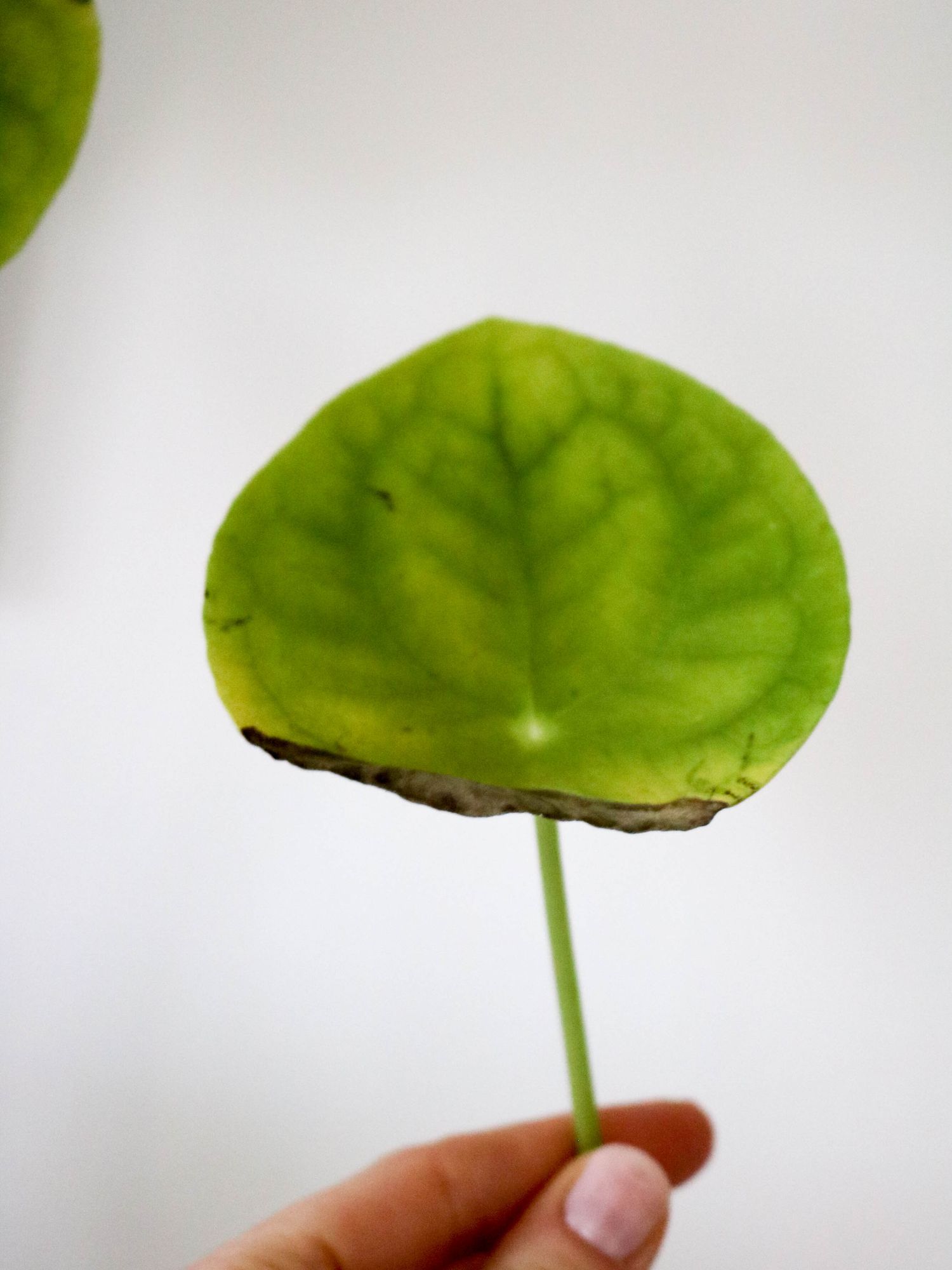 Bouture, Entretien Et Conseils Pour Votre Pilea Peperomioide