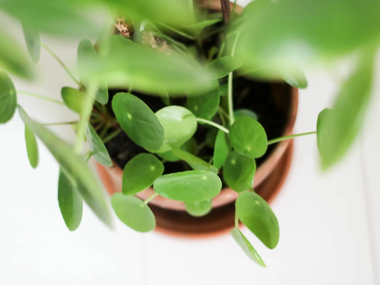 entretenir entretien une pilea (6)