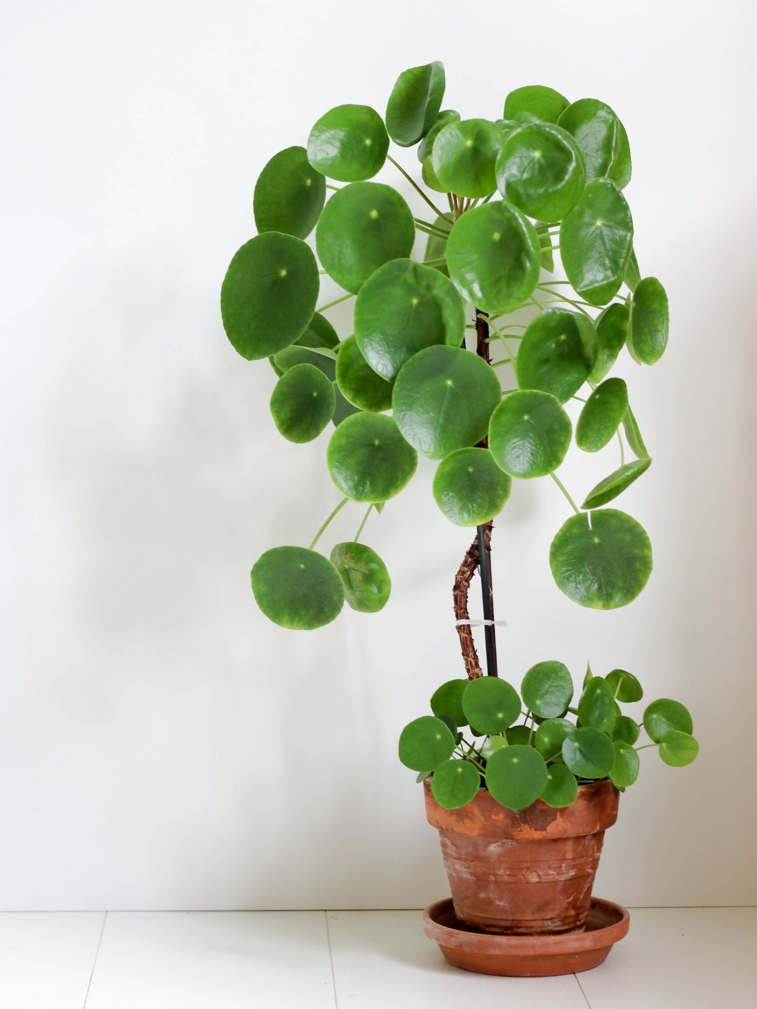 pilea peperomioide entretien boutures