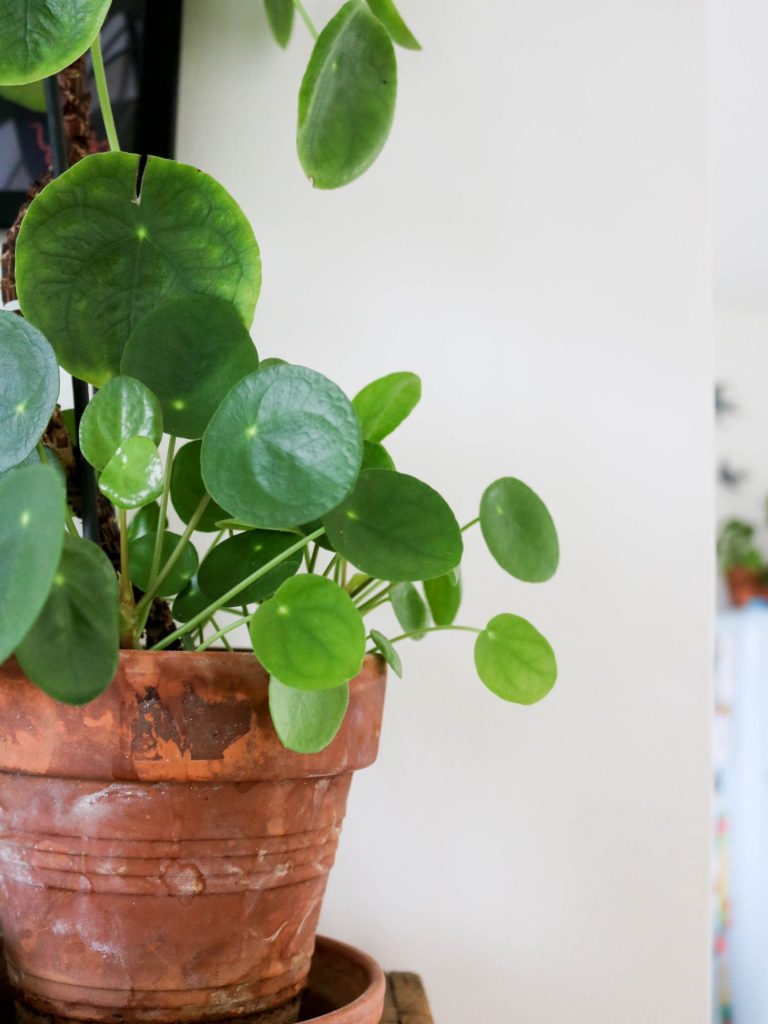 entretenir entretien une pilea (8)
