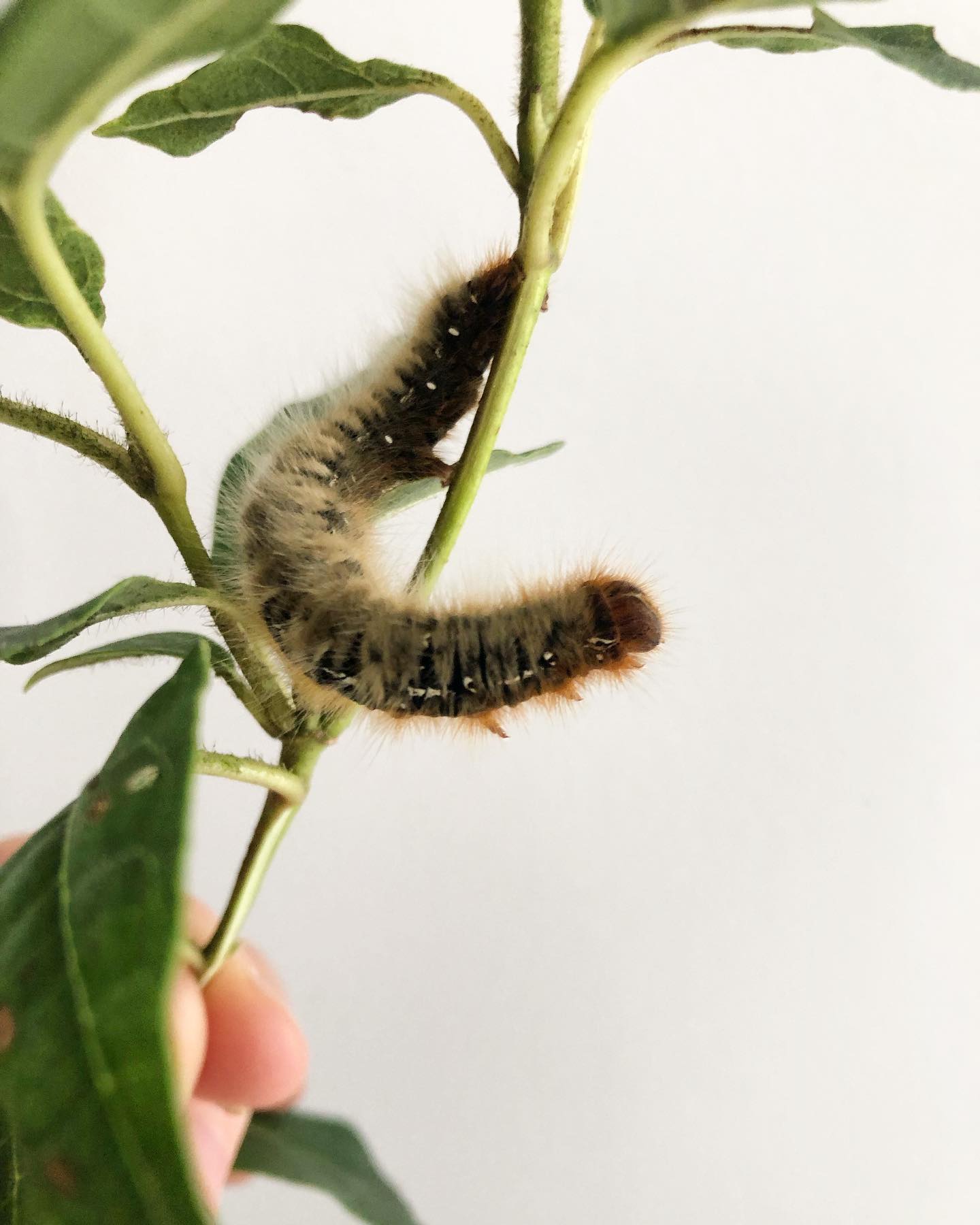 Encore une grosse bébête poilue que j’adore rencontrer : la chenille du Bombyx du chêne 🐛 assez impressionnante car elle est grande comme un doigt d’adulte ! 
.
Je suis la première à reculer devant cette poilue contrairement à ses cousines imberbes. Pourtant je ne suis pas anti poils (ça c’est un autre sujet). Il y a plein de chenilles poilues en Europe qui sont inoffensives. Sur 5000 chenilles seulement 3 sont potentiellement dangereuses pour l’homme. Avant de les détruire, identifions-les 👍, ne les touchons pas avec nos mains et apprenons à connaître et reconnaître les merveilleuses choses de la nature.
.
Sans oublier que les populations d’insectes sont en chute libre depuis de nombreuses années, les chenilles/papillons font partie d’un cycle 🔁 elles nourrissent les oiseaux, pollinisent les plantes et régulent les plantes. Alors oui quand y’en a une qui a décidé de pondre dans nos choux c’est rageant! Les filets peuvent limiter leur propagation 👍.
.
Et vous, vous avez déjà rencontré des jolies spécimens ?
