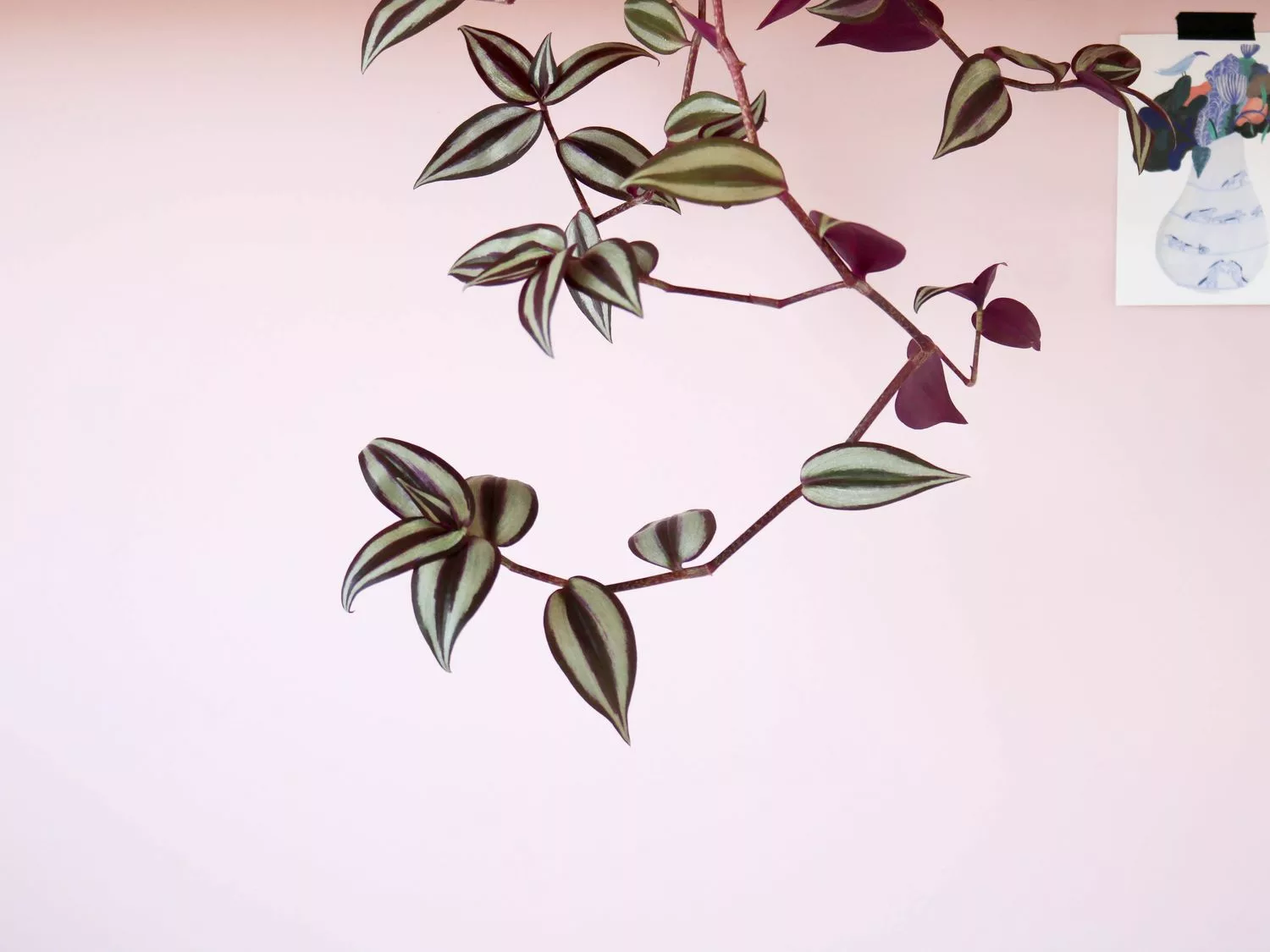 Misère Tradescantia Zebrina