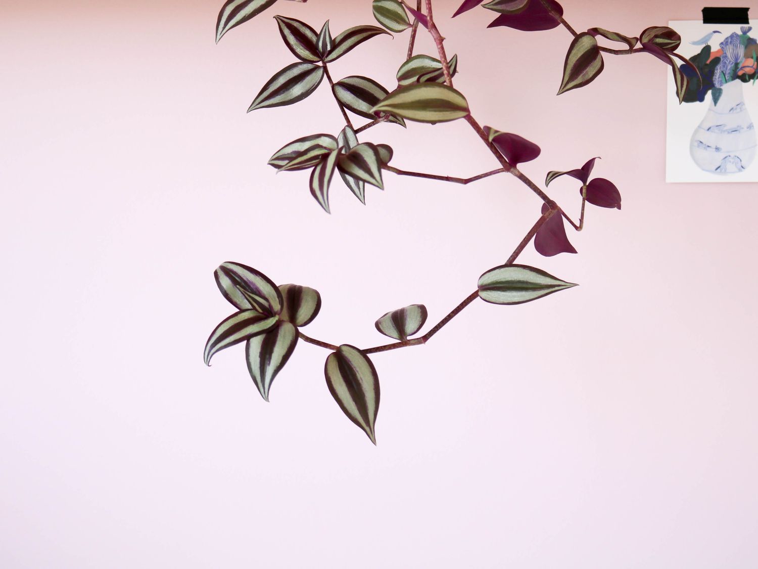 Misère Tradescantia Zebrina
