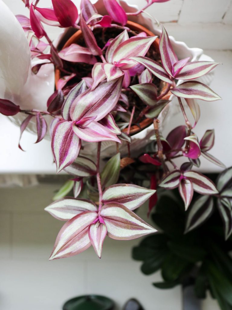 Misère Tradescantia Zebrina