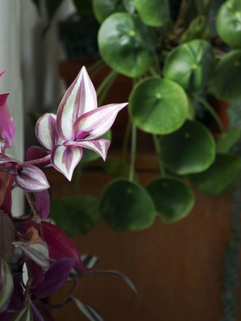 Misère Tradescantia Zebrina