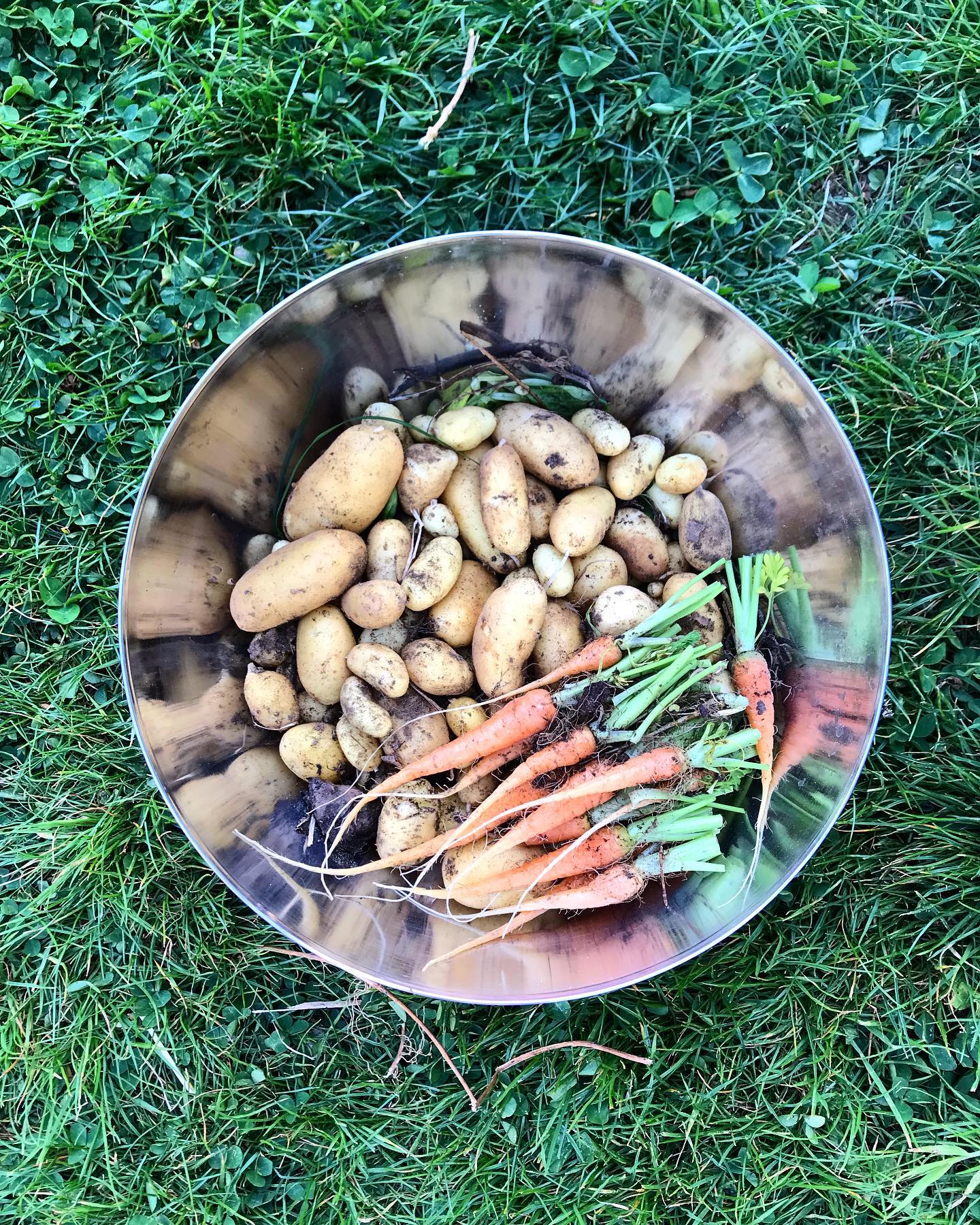 La récolte du jour - je fais de la place dans la serre pour les tommmattesss - les pommes de terre ce sont 10 patates bio germées et plantées il y a 2 mois 👍