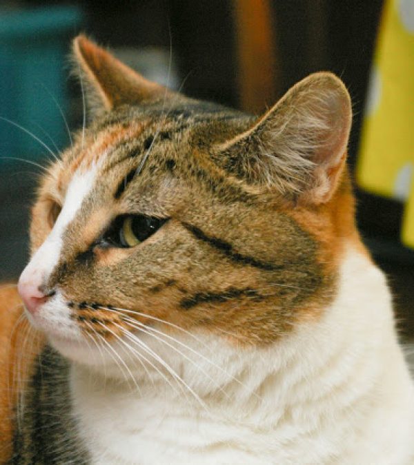 IMGP6749
